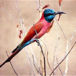 Bee-eater