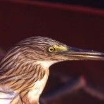 Squacco heron (Ardeola ralloides). Found over much of Nigeria, but its wider distribution includes parts of Europe, Asia and Africa. It feeds on insects such as dragonflies and butterflies as well as aquatic animals such as crabs, molluscs and fish. The area of origin of this specimen was unknown. Zoological Garden, University of Ibadan, December 1963.