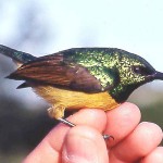 Male collared sunbird (Anthreptes collaris), possibly a maturing specimen. This small sunbird is found from West Africa and across to the south east of the continent. It feeds mostly on small invertebrates, its relatively short bill being unsuited to probing flowers for nectar. Ibadan, May 1964.