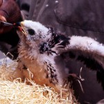 Young black sparrowhawk (Accipiter melanoleucas temminckii) being hand fed at the Zoological Garden. This subspecies occurs in forests from Senegal east to the Central African Rebublic. It nests in tall trees and feeds mostly on birds. The female sparrowhawk is larger than the male. The bird shown above originated in the Ibadan area and was brought by a hunter to the Zoo where it was raised successfully. Zoological Garden, June 1964.