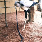 The secretary bird (Sagittarius serpentarius) is found in open, grassy country over much of Africa south of the Sahara. It stands around 3 feet high. It feeds on locusts, scorpions, rodents, snakes etc. This bird has been fed a dead boomslang. Zoological Garden, 1968.