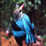 The Senegal kingfisher (Halcyon senegalensis) is widely distributed in Africa, although several subspecies have been named. Its bi-coloured bill distinguishes it from nearly all other kingfishers. It rarely eats fish and is not dependent on water for its food, feeding on a variety of terrestrial invertebrates. Ibadan, 1968.