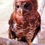 The African wood owl (Strix woodfordii) is found in woodland over much of Africa south of the sahel. Several subspecies have been described. The bird pictured here originated in the Ibadan area, Nigeria. 1964.