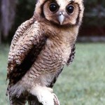 This immature Fraser's eagle owl (Bubo poensis) originated in the Ibadan area, but the species is distributed through much of West and Central Africa. This bird is clasping a young laboratory rat. Zoological Garden, 1966.