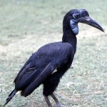 Abyssinian or northern ground hornbill (Bucorvus abyssinicus). This female was brought to the Zoo, having previously been kept in close proximity to humans somewhere in northern Nigeria; its precise area of origin was unknown. This species is found in orchard bush and grass woodland and is distributed north of the Equator from West Africa east and south to Uganda. Zoological Garden, May 1966.