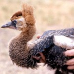 Same juvenile crowned crane as previous picture. This subspecies is confined to West Africa south of the Sahara, from Senegal to Chad, where it is found in dry grasslands. However, it nests in marshy areas where it builds a bulky nest of vegetation on the ground. Its declining numbers are due largely to habitat loss and it is listed by IUCN as vulnerable. The crowned crane feeds on grasses and a wide range of small animals. 1973.