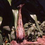 Tiger bittern (Tigriornis leucolopha). Found around rivers and streams in forested country of western Africa. As in this picture, this bird can assume a rigid, erect position so that it is difficult to see among vegetation. Zoological Garden, November 1964.