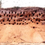 2. Showing some nesting holes of the northern carmine bee-eaters. Foge Island, River Niger, May 1968.