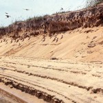 3. The adult carmine bee-eaters alight on the bank with food for their young before entering their respective nesting holes; they consume very large numbers of insects. This bee-eater breeds in the dry belt from Senegal in the west to Somalia in the east but then migrates southward. Foge Island, River Niger, May 1968.