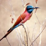 4. Northern carmine bee-eater (Merops nubicus). Photo by Dr Roger Wilkinson - my thanks to him for agreeing to my use of it here.