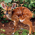 Four day old bushbuck (Tragelaphus scriptus). Zoological Garden, University of Ibadan, February 1965.