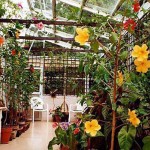 ﻿﻿View inside my conservatory in Bristol. Photo 2007