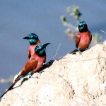 5. Northern carmine bee-eaters (Merops nubicus). Photo by Dr Hilary Fry - my thanks to him for agreeing to my use of it here. THIS IS THE END OF THE BEE-EATER SEQUENCE AND ALSO THE BIRDS PHOTO GALLERY 