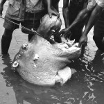 During a trip to Mamfe the following year I found that a hippo had been shot and killed in the Cross River and its meat was being cut up and distributed to a large crowd of people. April 1966.