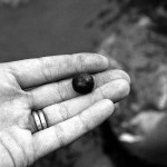 This large metal ball was cut out of the dead hippo's flesh and had presumably been fired by what was called a Dane gun. Maybe several of these missiles had been fired to kill the animal. April 1966.