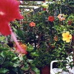 ﻿﻿My conservatory. Photo 2009