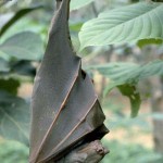 Young male hammer-headed fruit bat (Hypsignathus monstrosus). Ibadan, June 1965.