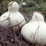 These fruits are commonly known as calabashes. Several species of 'calabash plant' are grown in Nigeria and probably much of Africa, and they all belong to the Family Cucurbitaceae. When dry, and with the seeds and internal tissues removed, they are used for carrying a range of items, including liquids such as water or milk. They are also used for decorative carving. The calabashes above were growing in Oyo, south western Nigeria, 1965.