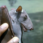 Young male hammer-headed fruit bat (Hypsignathus monstrosus). Ibadan, June 1965.