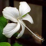 This is the white-flowered hibiscus from the garden of the University of Ibadan staff school, Nigeria. I explain its significance on the previous introductory page. With the petals extended (gently flattened), this flower is approx. 10cm/4in across. Photo 2012