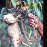 While walking on farmland north of Ibadan I nearly stepped on this trap. Fortunately for me the pouched rat (Cricetomys gambianus) had got there first or my foot might have been badly injured by the metal spikes that must have killed the rat instantly. The meat of this rat is eaten. May 1970.