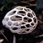 This fist-sized structure is probably the white basket fungus (Ileodictyon cibarium). It was growing on a low, moist bank at the side of the road. Ibadan area, Nigeria, May 1965. This fungus is found in Australia and New Zealand but is thought likely to occur in other countries. Is this the first record from West Africa? Any further information would be valued. My thanks to Eileen Abiose for her assistance with identification.