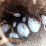 As the exposed eggs were (surprisingly) unbroken, I placed them back with the other eggs in the underground nest and packed sand around them. We left soon after and there was no way of knowing if the eggs eventually hatched successfully. 1973.