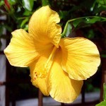 All hibiscus shown in this Photo Gallery are, or were, growing in my Bristol conservatory