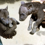 One month old spotted hyaenas (Crocuta crocuta). February 1967. Born at the Zoological Garden, University of Ibadan.