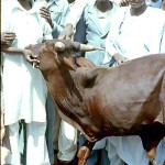 This three-legged bull is missing its left front leg, presumably from birth, but seemed to be the object of some affection from the local people. Kano area, June 1968.