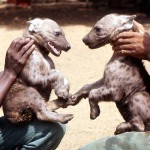 Two month old spotted hyaenas (Crocuta crocuta). March 1967. Born at the Zoological Garden, University of Ibadan.