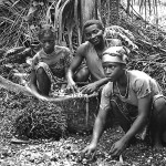 These people are collecting the fallen fruits of the oil palm (Elaeis guineensis). This plant is indigenous to West Africa but is now grown in other areas of the world for its oils that are used for cooking and other purposes. This photo was taken on the Bamenda to Mamfe road, Cameroon, in a forested area just outside Mamfe. April 1966.