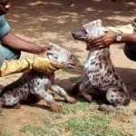 Three month old spotted hyaenas (Crocuta crocuta). April 1967. Born at the Zoological Garden, University of Ibadan.