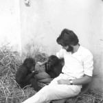 The zoo staff soon selected names for the two young gorillas. The male (left above) was named 'Aruna' and the female 'Imade' (pronounced 'Ee-ma-deh'). We estimated that Aruna was around 2.5 years old and Imade around 1.5 years. Late December 1964.