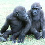 Over the next few months, both gorillas put on weight and the burns on the chest of the male (Aruna) healed well. On a temporary basis, we kept them in one room of an old animal buliding which we modified for their needs. However, as both gorillas became less nervous of us we began to take them out of their quarters into the zoo grounds and on to an adjacent grassy field. 1965.