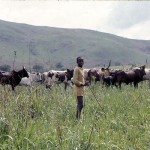 An Aku boy tending his cattle. Wum area, Cameroon, April 1966.