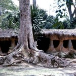 1. Osun-Osogbo is one of the sacred forests of the Yoruba people and is located near Osogbo in southwestern Nigeria. It became a UNESCO World Heritage Site in 2005. The forest is full of shrines and sanctuaries, with special emphasis on Osun, the Yoruba goddess of fertility. The artefacts/structures in these photos are not always easy for an outsider to interpret. The one above is a shrine to Osun. All 5 photos here were taken in 1978.