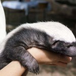 Young honey badger (Mellivora capensis). November 1969. Northern Nigeria, probably from the Kano area.