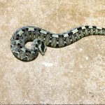 A nose-horned viper (Bitis nasicornis), another species found fairly commonly in the Bamenda highlands. It is so called because of the elongated ‘horns’ on the nose.