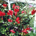 These were grown from cuttings taken from plants in my garden in Crowther Lane, University of Ibadan, Nigeria, in the 1970s. Photo 2013