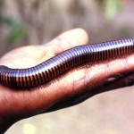 Now for a few 'creepy crawlies' often encountered in West Africa. This impressive-looking invertebrate is a millipede, possibly Pachybolus ligulatus or a Spirostreptus species. It spends much of its time hidden in leaf mould or other decomposing vegetation. Ibadan, 1965.