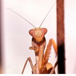 The praying mantis (Sphodromantis lineola) is well camouflaged when among plant foliage. It grabs its prey with its specially adapted front legs. However, note that this individual has only one normal front leg, the other being malformed, possibly the result of an injury or hormonal imbalances during development; Ibadan, 1963.