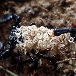 This scorpion may be the emperor scorpion (Pandinus imperator). This female has given birth to living young which cling to her back, probably until after their first moult. Ibadan, March 1966.