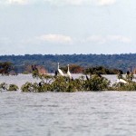 1. Kainji hydroelectric dam, in westen Nigeria, was built across the River Niger between 1964 and 1968 to create Kainji Lake which measures around 85 by 20 miles. Many people were displaced by this development and were resettled by the Nigerian government. In October 1968, two friends and I made a part-official trip to Kainji Lake. A boat was made available to us. On the lake we encountered many birds perching in what little remained above water of their tree top nesting or roosting sites.