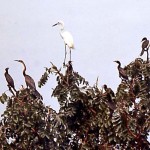 2. Here we see long-tailed shags (Phalacrocorax africanus), an African darter (Anhinga anhinga) and a great white heron (Casmerodius albus).