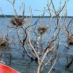 3. These nests had been constructed at the top of a tree, most of which was by then submerged in the water. At that point the lake was approaching its maximum level. 