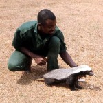 The same honey badger as in the two previous photos, but a month or so older.