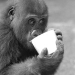 The female gorilla (Imade) takes a nutritious drink. Both gorillas quickly learned how to handle a fluid-filled cup without too much spilling. 1965.