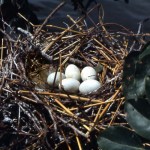 4. We managed to get close enough to this nest to feel the eggs but they were cold and our impression was that many nests, involving several species, had already been abandoned by the adult birds in response to the rising waters. October 1968. END OF SEQUENCE