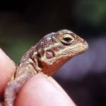 An immature agama lizard (Agama agama). This lizard is found over much of Nigeria, and particularly so around human habitations where it finds hiding places and food in the form of small invertebrates - some of the latter also attracted by human activities. Dominant males are part red and blue in colour. Although I have used the above scientific name, it seems that the taxonomy of the genus Agama is currently under review. Ibadan, May 1964.